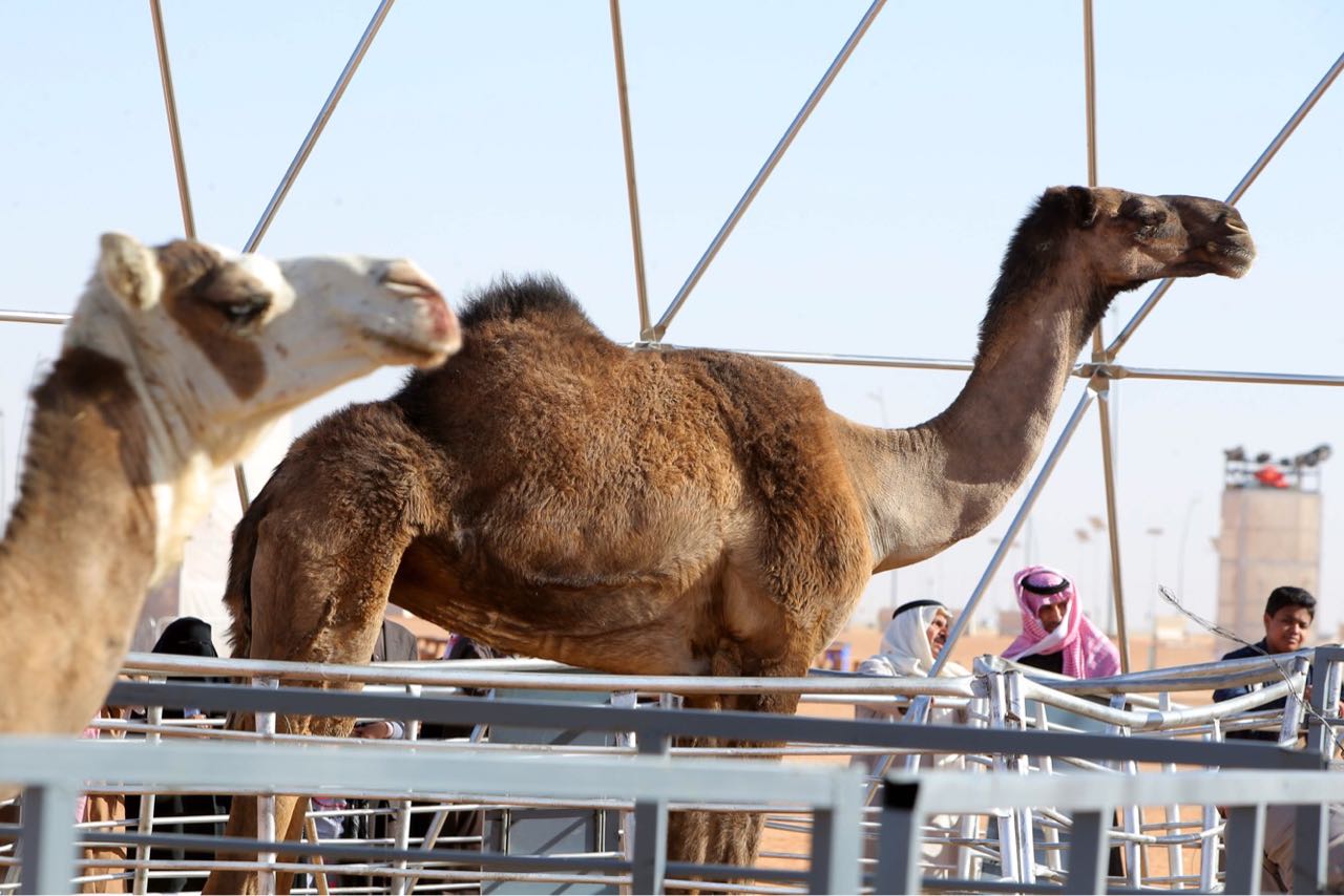 مهرجان الملك عبدالعزيز للإبل.. استعراض 14 منقية في فئة جمل 100 صفر