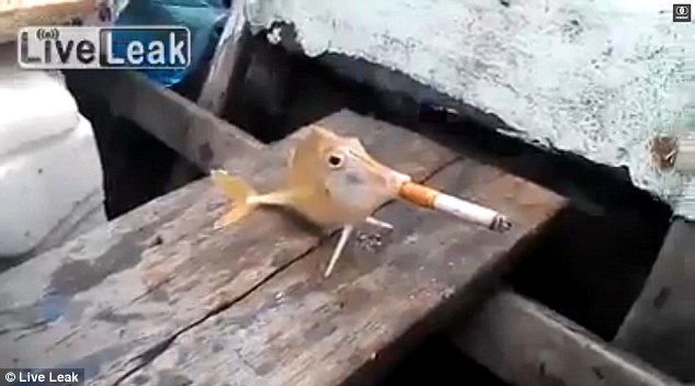 بالفيديو …صيادون يجبرون سمكة على التدخين