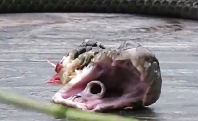 VIDEO Snakes Revenge As Severed Head Bites And Kills Chef