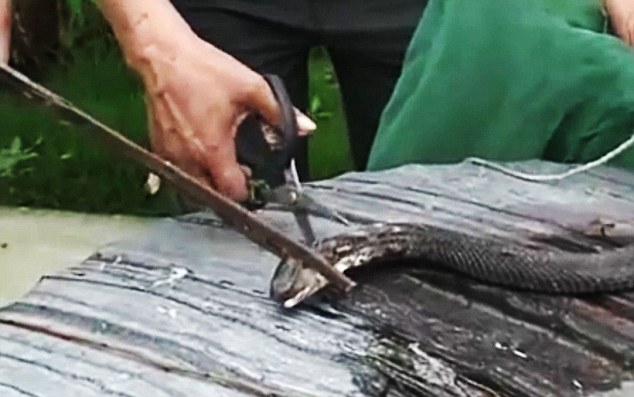 VIDEO Snakes Revenge As Severed Head Bites And Kills Chef
