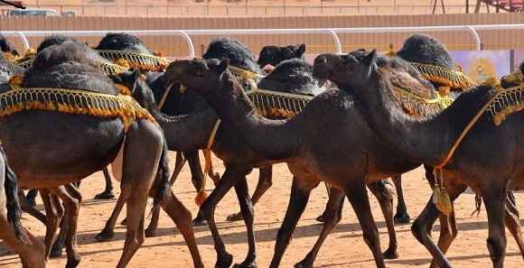 500 متجر في خدمة مهرجان “مزاين الإبل”