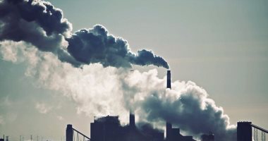 بسبب تلوث أميركا.. الطيور البيضاء يتحول لونها إلى الأسود