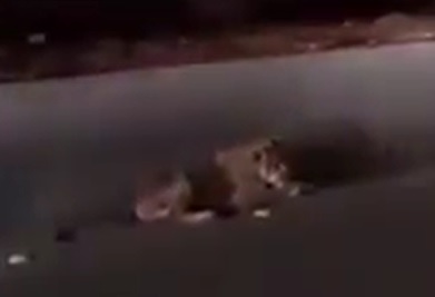 بالفيديو.. أسد يسترخي باطمئنان أمام جامعة الملك سعود
