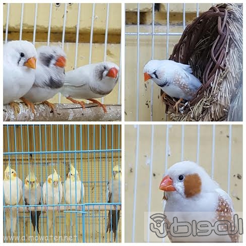 ماذا تعرف عن أنفلونزا الطيور من نوع H5N8 والوقاية منه؟