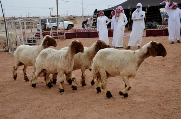 افتتاح أول معرض للأغنام بـ”حائل”