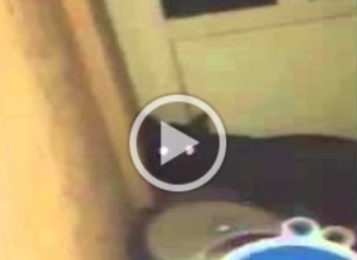 بالفيديو.. “ضبع” يفاجئ عائلة كويتية في المنزل