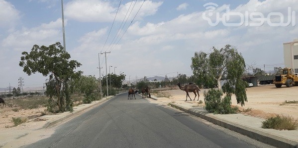 بالصور.. جمال سائبة ترعى في أشجار شارع البلدية بالطائف