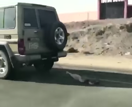 بالفيديو: سائق سيارة يجر كلبًا على الإسفلت بسرعة عالية