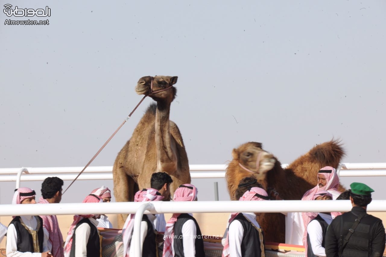مخالفات مالية على المتأخرين في ساحات العرض بمهرجان الملك عبدالعزيز للإبل