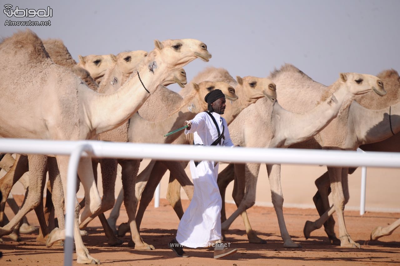 فهد بن حثلين يعلن موعد مهرجان الملك عبدالعزيز للإبل 3