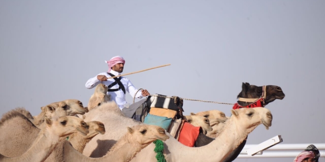 صورة الدبوس: الجميع فائز بالمشاركة في مهرجان الملك عبدالعزيز للإبل