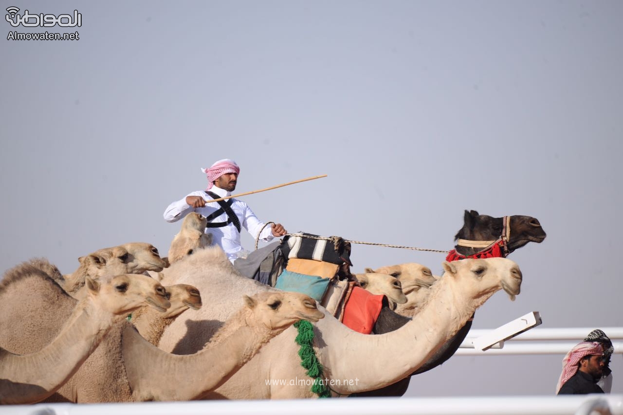 الدبوس: الجميع فائز بالمشاركة في مهرجان الملك عبدالعزيز للإبل