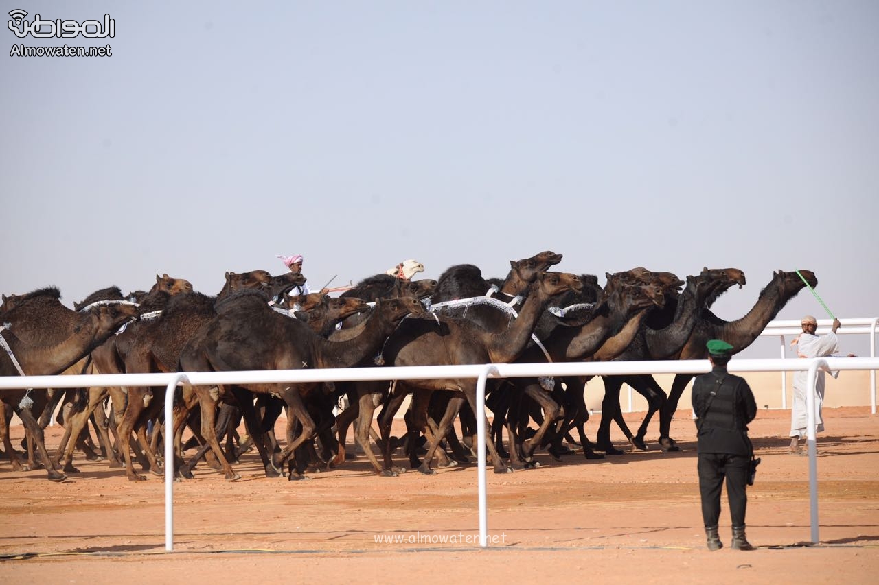 بدء التسجيل في سباقات الهجن بمهرجان الملك عبدالعزيز للإبل