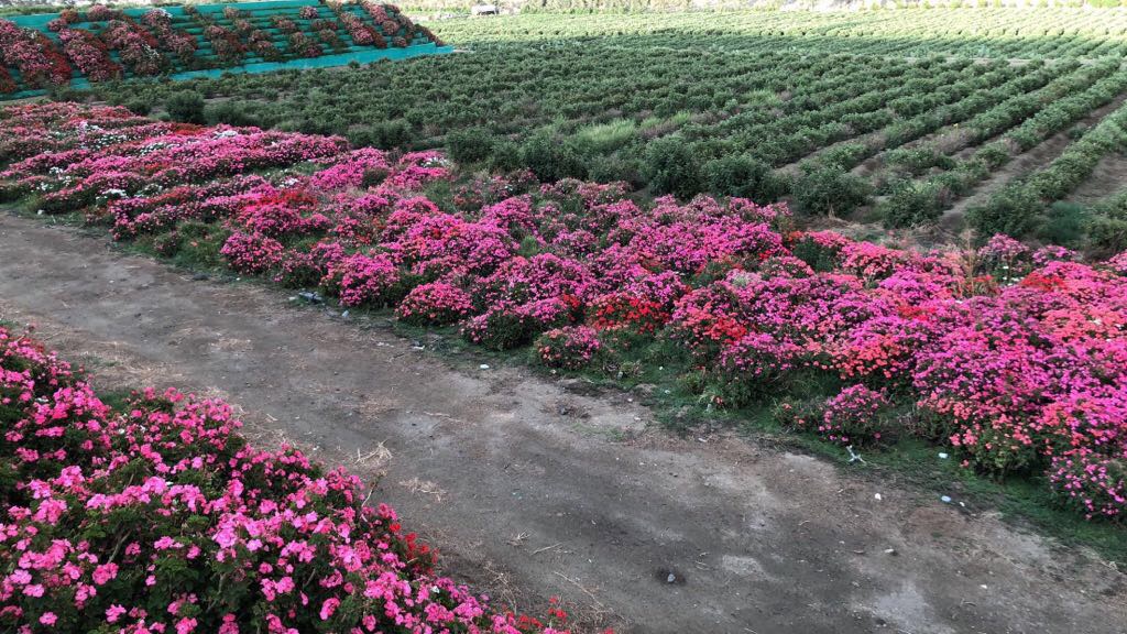 بالصور.. أكبر مزرعة ورد في أبها جمال يخطف الألباب