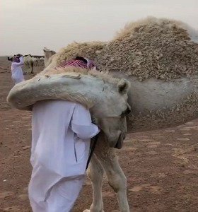 فيديو مؤثر.. ناقة تواسي صاحبها في وفاة ابنه