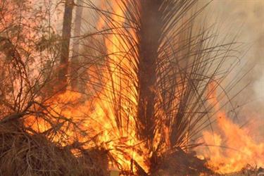 حريق هائل يلتهم أشجار ونخيل الديسة بمحافظة ضباء - المواطن