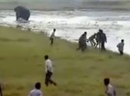 بالفيديو.. فيل غاضب يطارد رجلاً ويقتله دعساً - المواطن