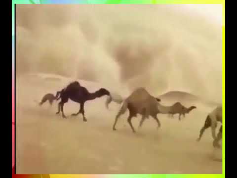 فيديو مروع.. قطيع من الإبل يواجه عاصفة عاتية