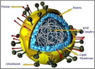 فيروس نيباه Nipah حقائق مخيفة .. والصحة تتفاعل