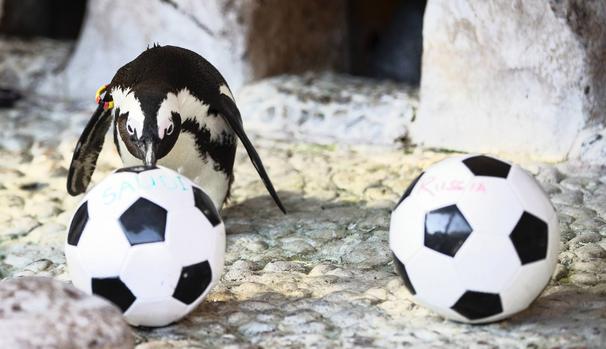 البطريق الروسي يختار الأخضر للفوز بمباراة الافتتاح في كأس العالم