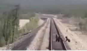 فيديو مروع.. أنثى دب تقفز أمام قطار لإنقاذ أشبالها من الدهس