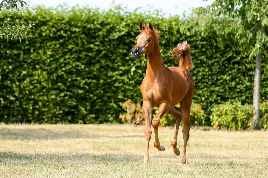 رائعة عذبة تتوج بذهبية المهرات في بطولة بروج الدولية لجمال الخيل العربية