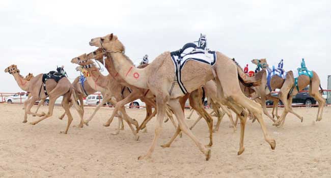 45 مليون ريال جوائز مهرجان ولي العهد للهجن تثري قطاع الإبل وتدعم الرياضة العربية الأصيلة