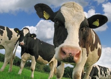 رفع الحظر عن استيراد الأبقار من البرازيل