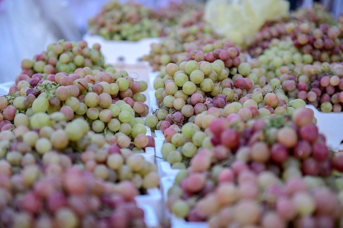 مهرجان العنب بالقصيم ينطلق غدًا في نسخته العاشرة