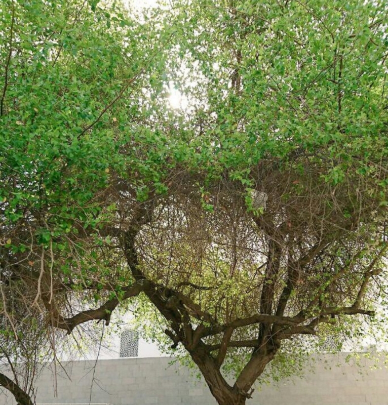 زراعة شجرة السدر