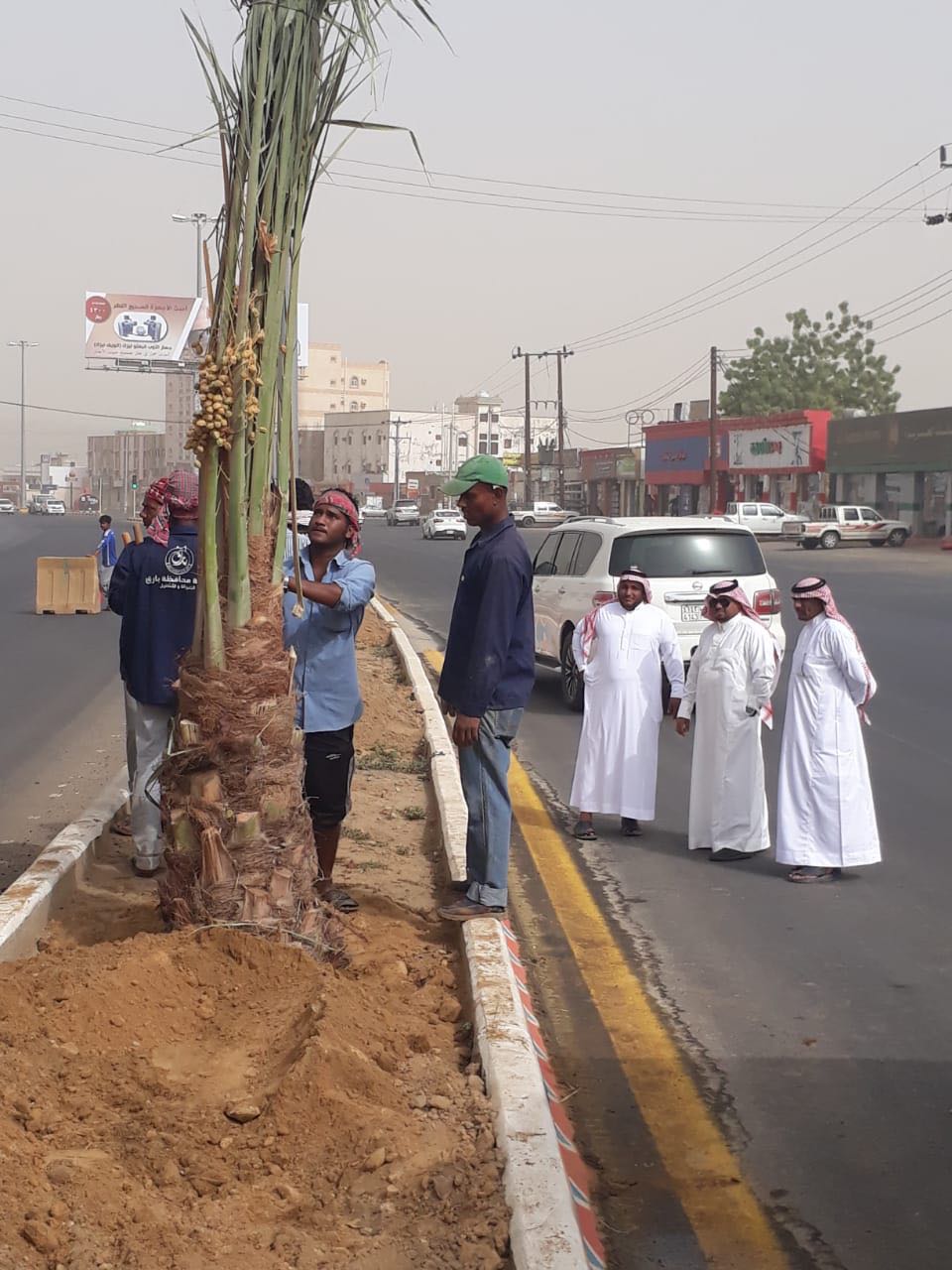 بالصور.. 200 نخلة لتزيين شوارع بارق على 4 مراحل