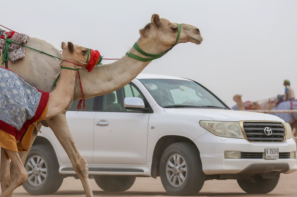 مهرجان ولي العهد للهجن يعلن زيادة الأشواط