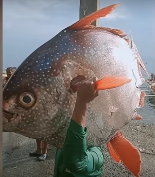 بالفیدیو.. فلبیني يصطاد سمكة عملاقة