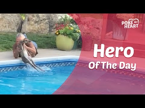 بالفيديو.. رجل يقفز داخل مسبح لإنقاذ غزال صغير من الغرق