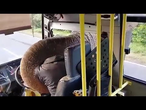 فيديو طريف.. فيل يستوقف حافلة ويسرق الطعام من داخلها