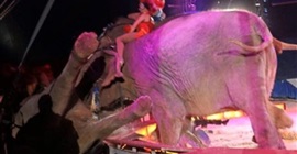 فيديو مروع.. لحظة سقوط فيل على جمهور سيرك