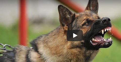 بالفيديو.. كلب بوليسي يغافل مدربه ويهاجم أحد المارة