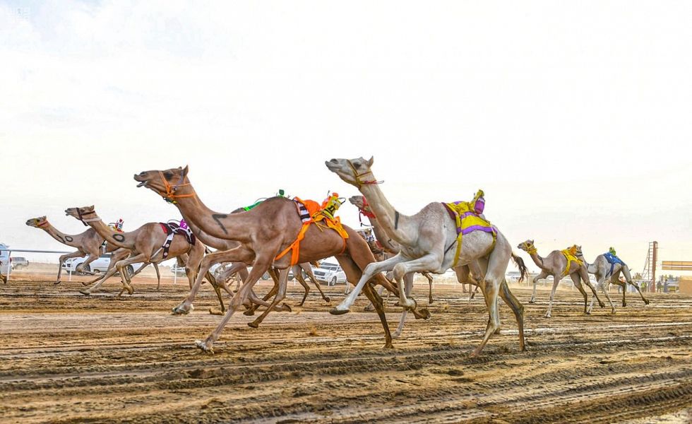 بالصور.. انطلاق مهرجان ولي العهد للهجن في الطائف