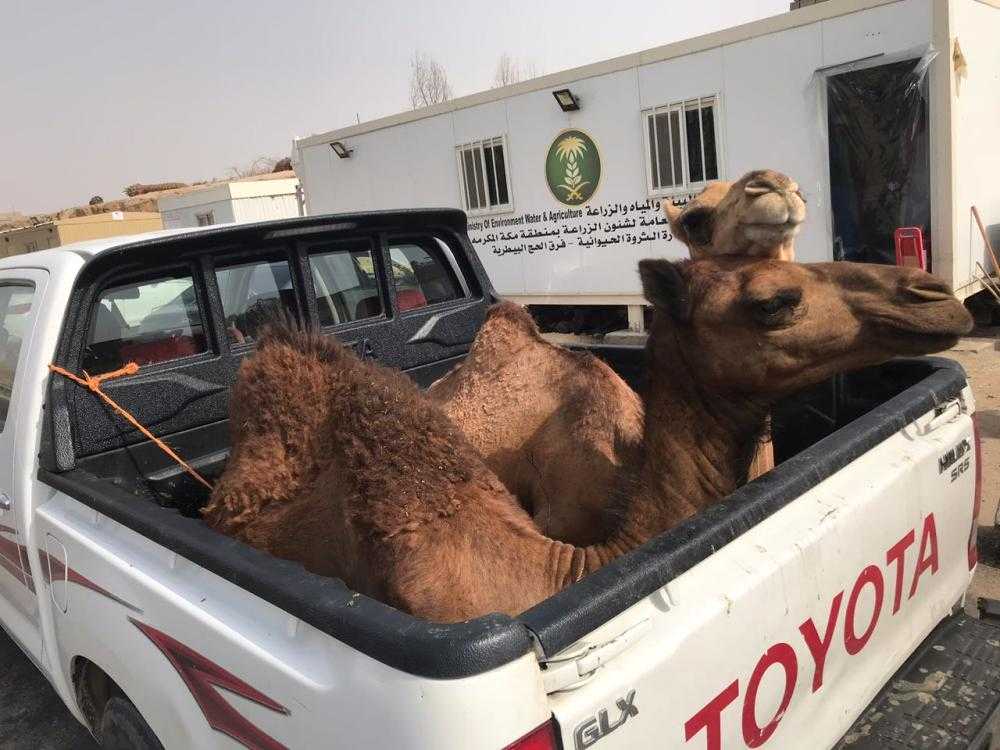 منع 5 سيارات محملة بالإبل من دخول المشاعر المقدسة