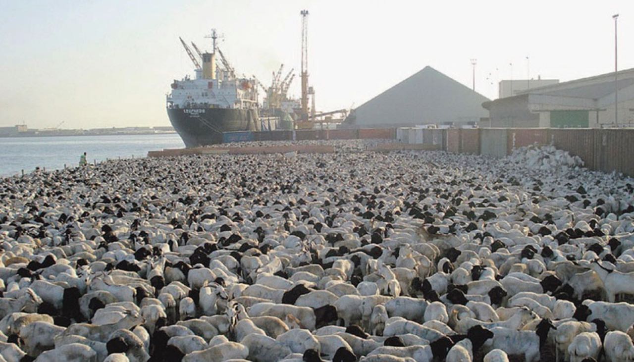 فسح أكثر من مليون رأس من الماشية في موسم الحج عبر ميناء جدة