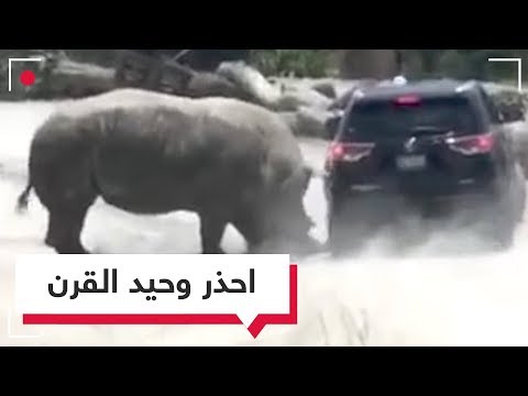 بالفيديو.. وحيد قرن يهاجم سيارة دفع رباعي