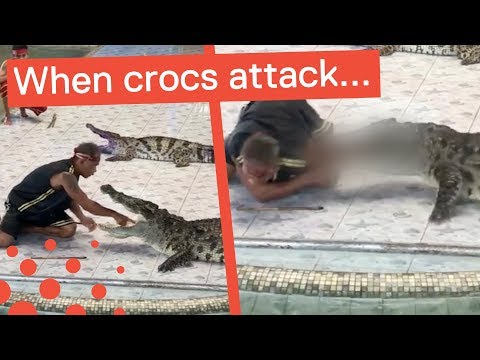 فيديو مروع.. تمساح يطبق فكيه على يد مدربه