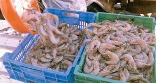 حظر صيد الروبيان في الخليج العربي حتى 31 يوليو 2019