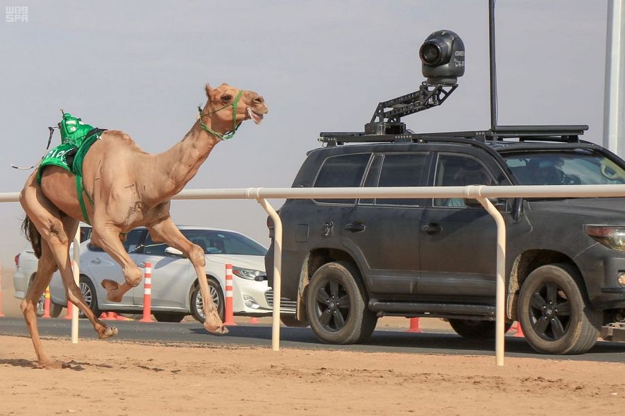 بالصور.. شاهين يحقق النجومية في مهرجان ولي العهد للهجن