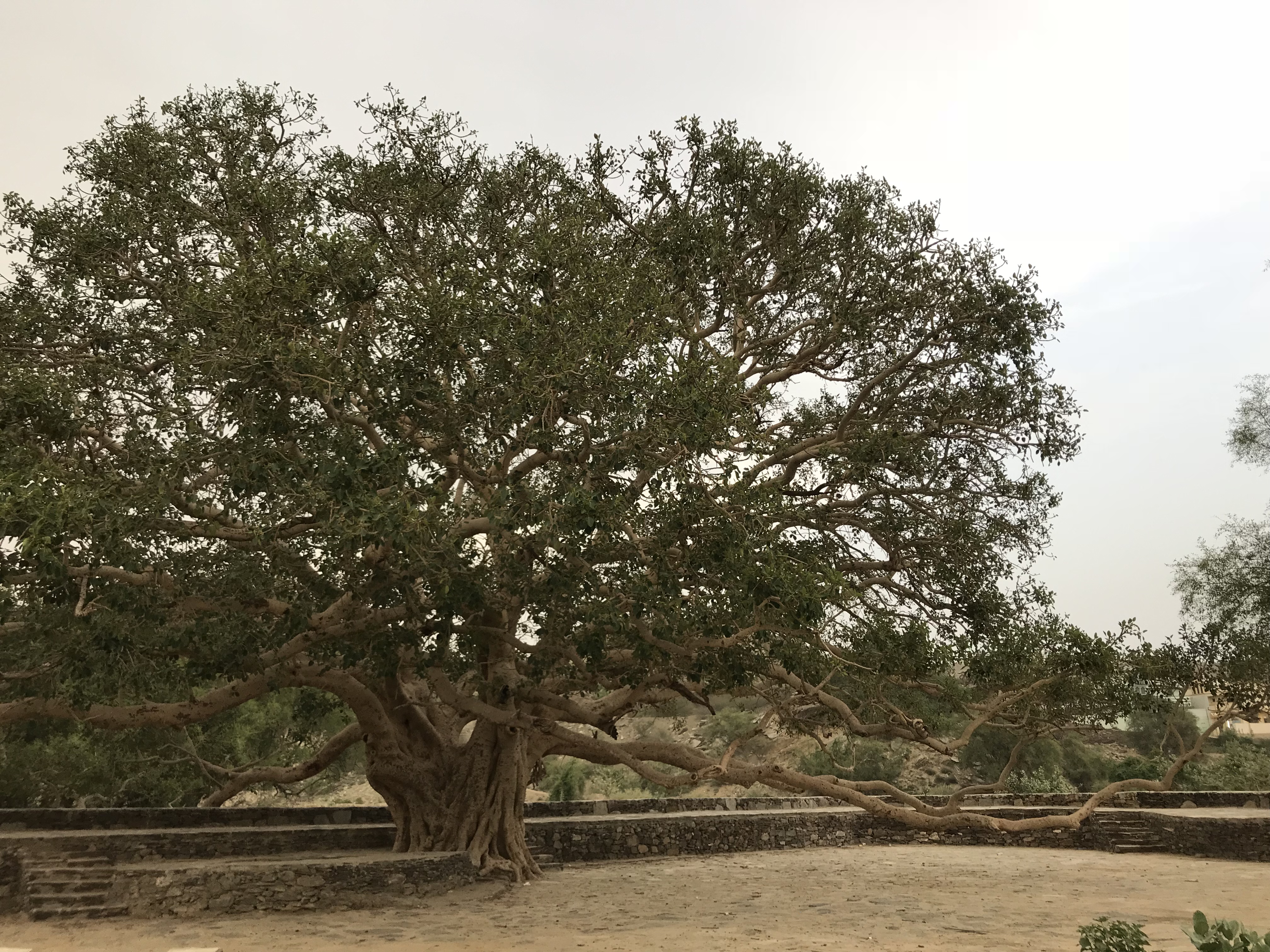 بعدسة "المواطن".. التالقة.. أقدم شجرة في قنا محايل عمرها 150 عامًا - المواطن
