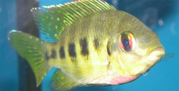 حظر استيراد أسماك الزينة من المكسيك