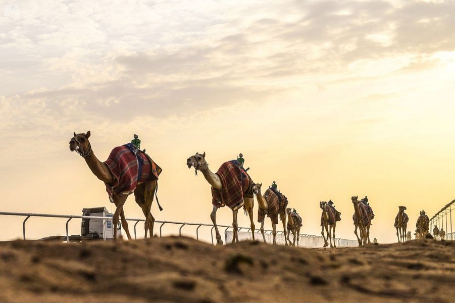 عقوبات بحق 3 مشاركين بمهرجان الملك عبدالعزيز للإبل