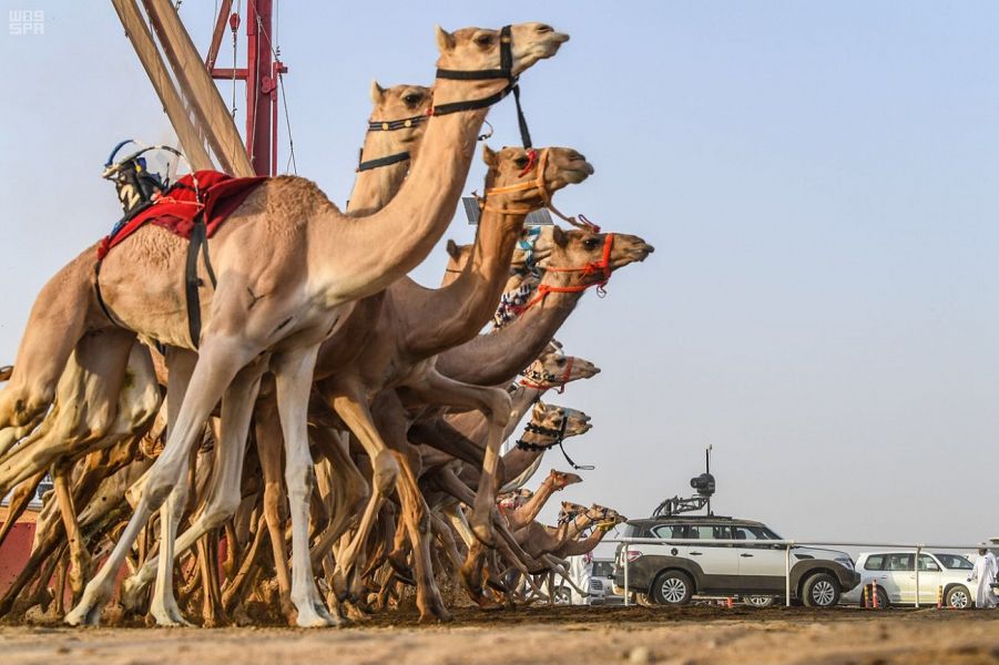 شاهد.. مهرجان ولي العهد للهجن يوجه دعوة للأسر السعودية