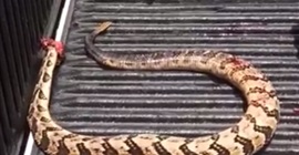 مشهد مرعب.. ثعبان يعود للحياة بعد قطع رأسه ويهاجم رجلًا