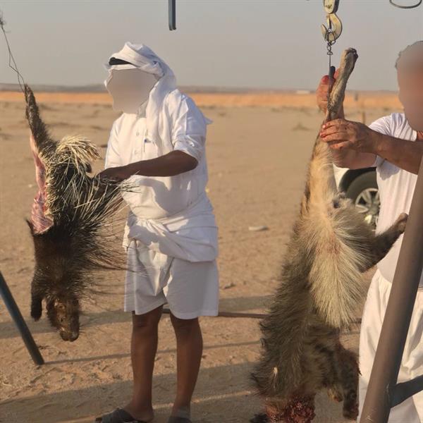 بعد تداول مقطع ذبح الضبع والنيص.. الحياة الفطرية تتفاعل
